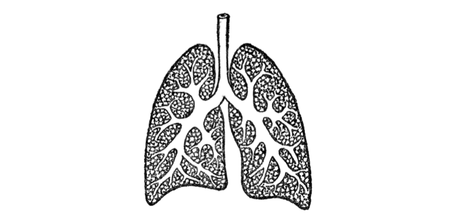 Lungrapporten 2019