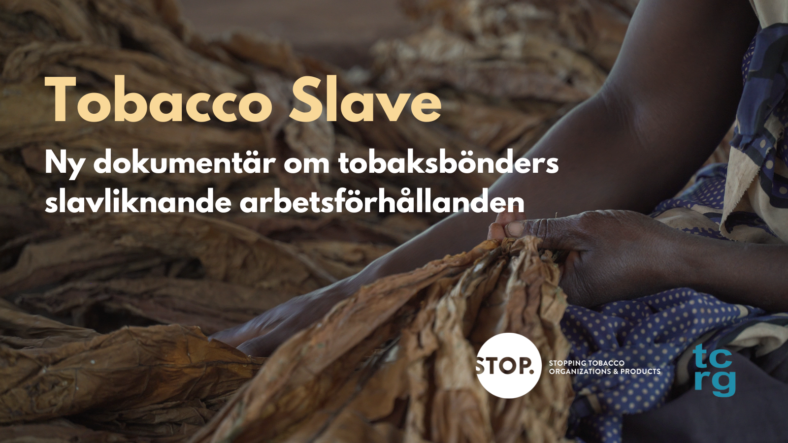 Tobacco Slave: Ny dokumentär om tobaksbönders slavliknande arbetsförhållanden