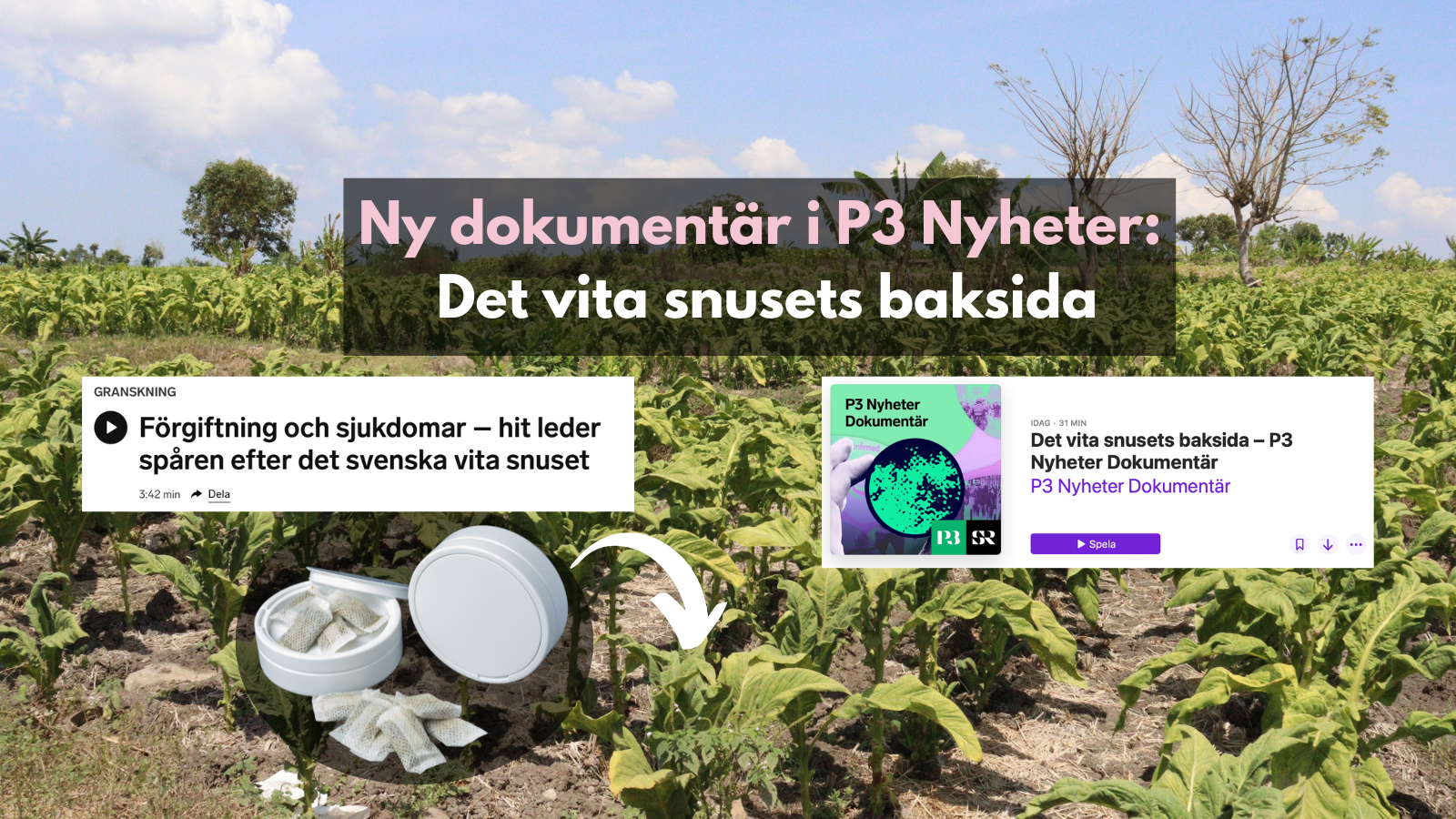 Ny dokumentär i P3 Nyheter: Det vita snusets baksida