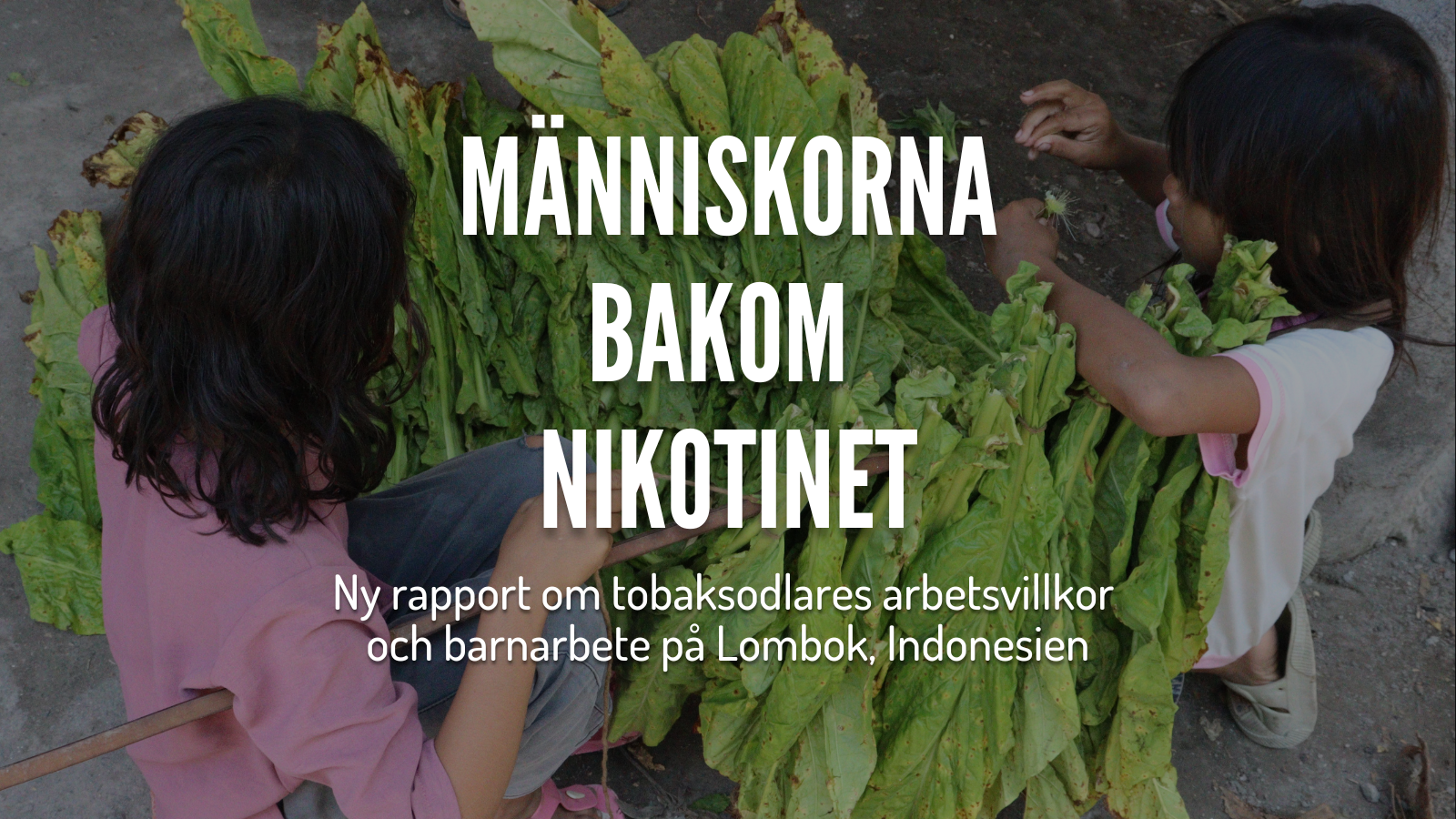 https://nonsmoking.se/manniskorna-bakom-nikotinet-tobaksindustrins-systematiska-utnyttjande-av-bonder-och-barn-i-indonesien/