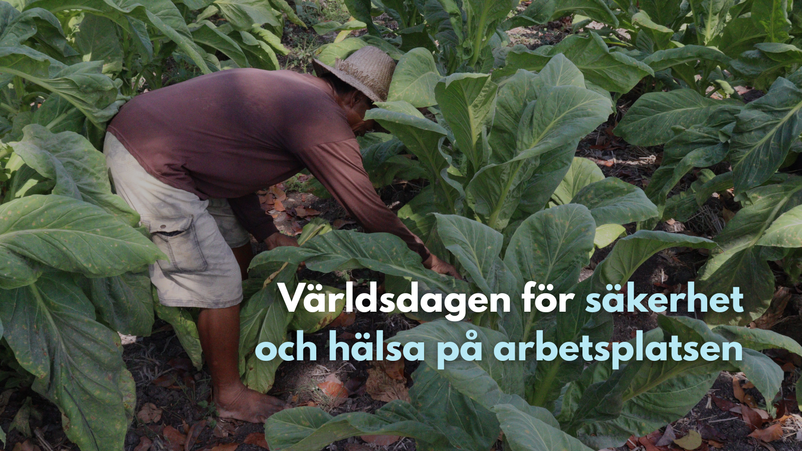 Världsdagen för säkerhet och hälsa på arbetsplatsen: tobaksodling